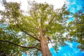 How Our Tree Care Process Works  in  Barton Creek, TX