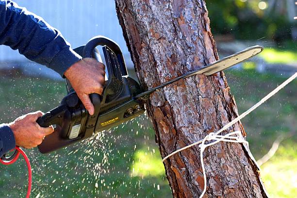 Trusted Barton Creek, TX Tree Care Experts